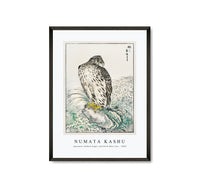 Numata Kashu - Japanese Golden Eagle and Dark Blue Sea illustration from Pictorial Monograph of Birds (1885)