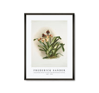 Frederick Sander - Cypripedium boxalli atratum from Reichenbachia Orchids -1847-1920