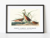 John James Audubon - Virginia Rail from Birds of America (1827)