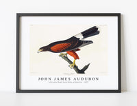 John James Audubon - Louisiana Hawk from Birds of America (1827)