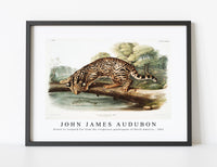 John James Audubon - Ocelot or Leopard-Cat (Felis pardalis) from the viviparous quadrupeds of North America (1845)