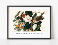 John James Audubon - Black-billed Cuckoo from Birds of America (1827)