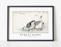 Numata Kashu - White Fronted Goose illustration from Pictorial Monograph of Birds (1885)