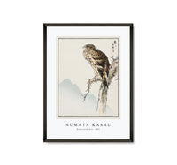Numata Kashu - Black-eared Kite illustration from Pictorial Monograph of Birds (1885)