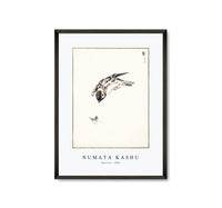 Numata Kashu - Sparrow illustration from Pictorial Monograph of Birds (1885)