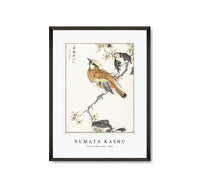 Numata Kashu - Eastern Waxwing illustration from Pictorial Monograph of Birds (1885)