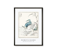 Numata Kashu - Night Heron and Little Egret illustration from Pictorial Monograph of Birds (1885)