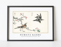 Numata Kashu - Dosky Thrush and Japanese Grey Thrush illustration from Pictorial Monograph of Birds (1885)