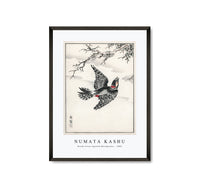 Numata Kashu - Hondo Great Spotted Woodpecker illustration from Pictorial Monograph of Birds (1885)