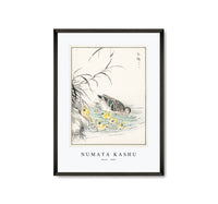 Numata Kashu - Duck illustration from Pictorial Monograph of Birds (1885)