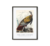 John James Audubon - Wild Turkey or Great American Cock from Birds of America (1827)