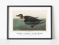 John James Audubon - American Scoter Duck from Birds of America (1827)