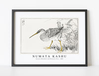 Numata Kashu - Eastern Whimbrel and Wisteria Vine illustration from Pictorial Monograph of Birds (1885)