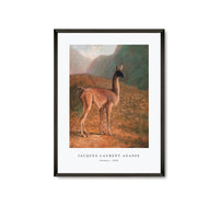 Jacques Laurent Agasse - Guanaco (ca. 1848)