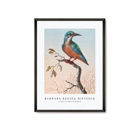 Barbara Regina Dietzsch - IJsvogel (Common Kingfisher)