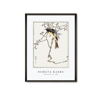 Numata Kashu - Siberian Blue-tail illustration from Pictorial Monograph of Birds (1885)