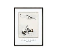 Numata Kashu - Swallow illustration from Pictorial Monograph of Birds (1885)