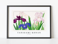 Tanigami Konan - Iris flower