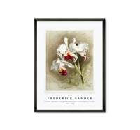 Frederick Sander - Cattleya mendellii var measuresiana from Reichenbachia Orchids-1847-1920