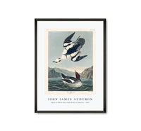 John James Audubon - Smew or White Nun from Birds of America (1827)