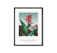 Robert John Thornton - Indian Reed from The Temple of Flora (1807)