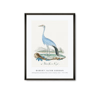 Robert Jacob Gordon - Anthropoides paradisea blue crane or Stanley crane (1777–1786)