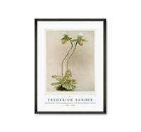 Frederick Sander - Cypripedium lawrenceanum hyeanum from Reichenbachia Orchids-1847-1920
