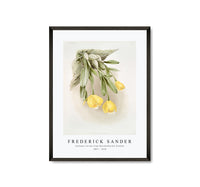 Frederick Sander - Cattleya citrina from Reichenbachia Orchids-1847-1920