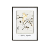 Numata Kashu - Canary and Peach illustration from Pictorial Monograph of Birds (1885)