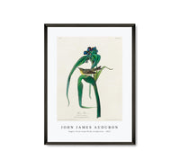 John James Audubon - Vigors Vireo from Birds of America (1827)