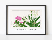 Tanigami Konan - Cambpetum Ghandiflorum flower