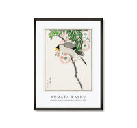 Numata Kashu - Japanese Masked Hawfinch and Silk Tree illustration from Pictorial Monograph of Birds (1885)