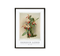 Frederick Sander - Cypripedium lemoinierianum from Reichenbachia Orchids-1847-1920