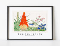Tanigami Konan - Red hot pokers & lobelia