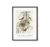 John James Audubon - Orchard Oriole from Birds of America (1827)