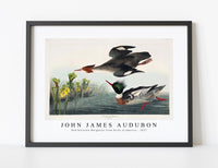 John James Audubon - Red-breasted Merganser from Birds of America (1827)