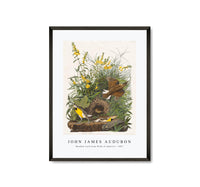 John James Audubon - Meadow Lark from Birds of America (1827)