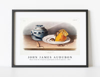 John James Audubon - Mouse (Mus-musculus) from the viviparous quadrupeds of North America (1845)