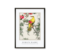 Numata Kashu - Chinese Bush-warbler and Drooping Peach iIllustration from Pictorial Monograph of Birds (1885)