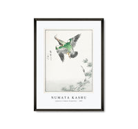 Numata Kashu - Japanese Common Kingfisher illustration from Pictorial Monograph of Birds (1885)