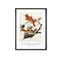 John James Audubon - Cardinal Grosbeak (1811)