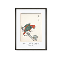 Numata Kashu - Macaw illustration from Pictorial Monograph of Birds (1885)