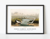John James Audubon - Spotted Sandpiper from Birds of America (1827)