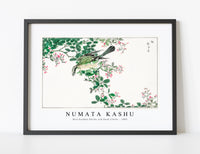 Numata Kashu - Bull-headed Shrike and Bush Clover illustration from Pictorial Monograph of Birds (1885)