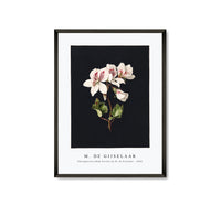 M. de Gijselaar - Pelargonium album bicolor by M. de Gijselaar(1830)