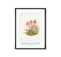 Frederick Sander - Cypripedium tautzianum from Reichenbachia Orchids-1847-1920