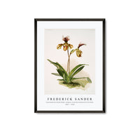 Frederick Sander - Cypripedium (hybridum) calypso from Reichenbachia Orchids-1847-1920