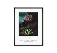 Robert John Thornton - The American Cowslip from The Temple of Flora (1807)