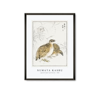 Numata Kashu - Japanese Quail and Gentian illustration from Pictorial Monograph of Birds (1885)