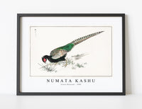 Numata Kashu - Green Pheasant illustration from Pictorial Monograph of Birds (1885)